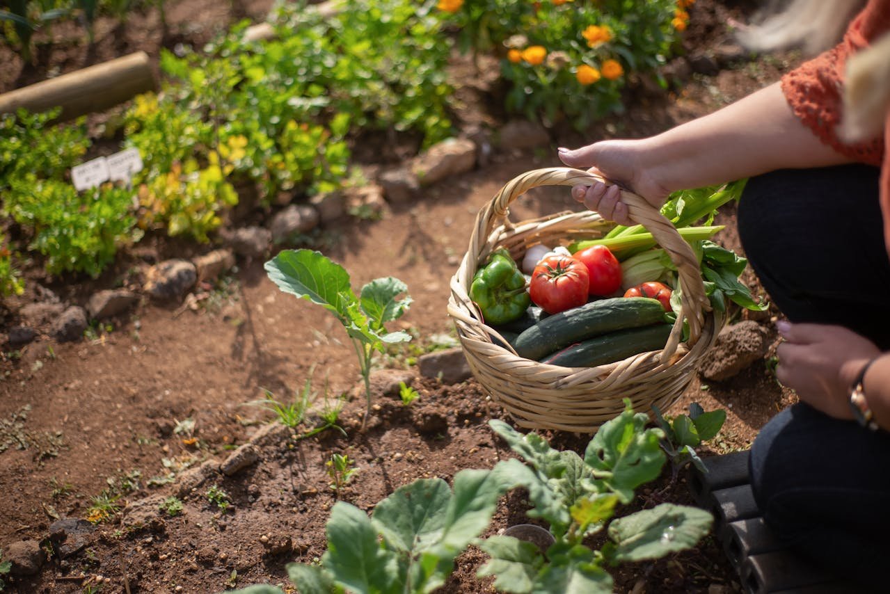 Potager d’avril : les erreurs que 80% des jardiniers font (et comment les éviter)